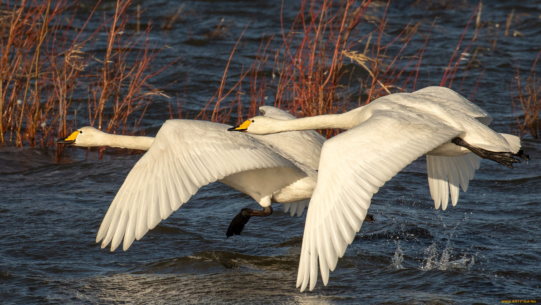 ��������, ������